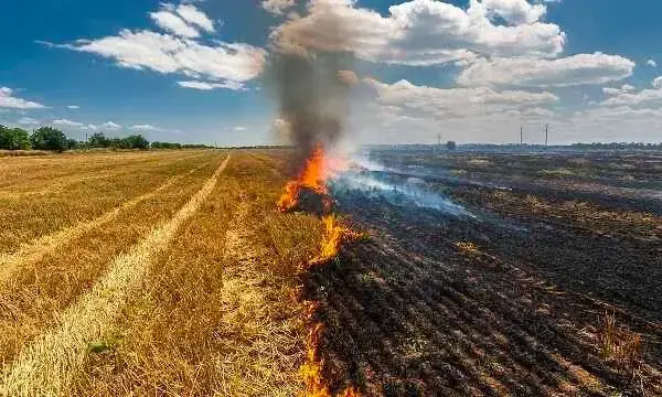 Five sustainable ways to avoid crop burning<