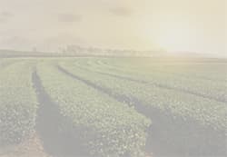 Enabling next-gen farming  through HCLTech’s IoT solution stack